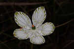 Largeleaf grass of Parnassus